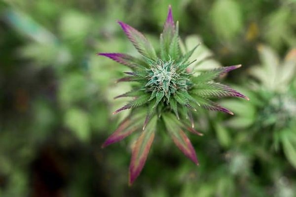 Comment  les fleurs CBD peuvent-elles soulager les douleurs chroniques ?