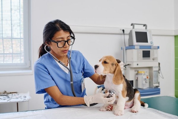 Comment choisir le meilleur stéthoscope pour votre pratique médicale : guide d'achat